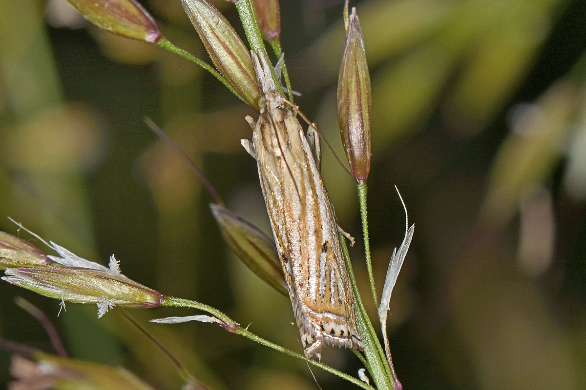 Crambidae n 2 - Crambus lathoniellus